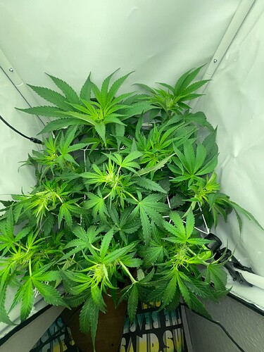 Growreport Bild 15