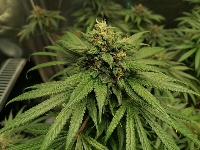 Growreport Bild 15