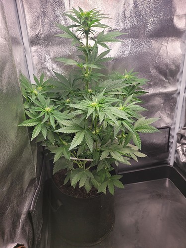 Growreport Bild 7