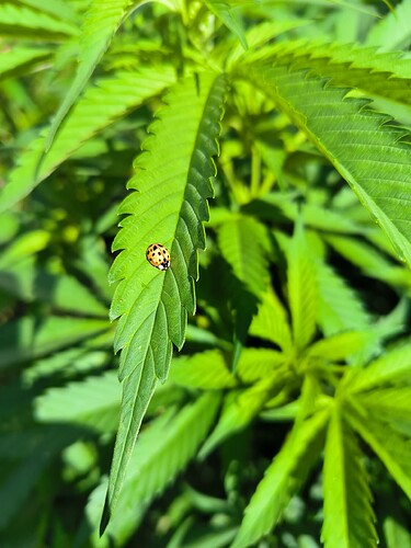 Growreport Bild 27