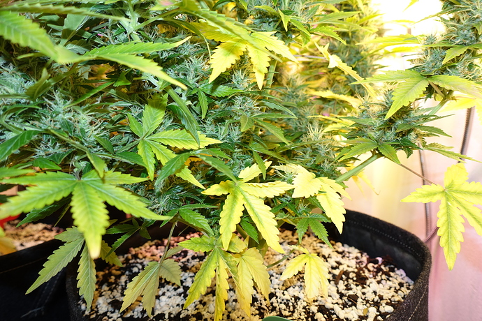 Growreport Bild 15