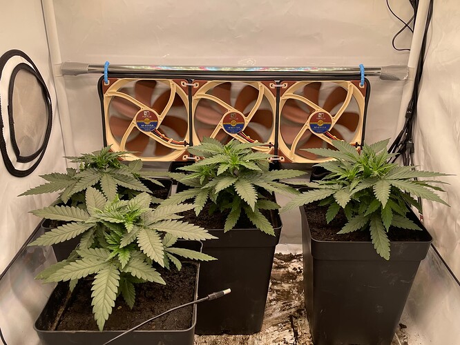 Growreport Bild 1