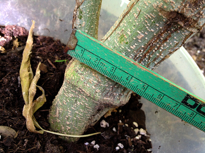 Growreport Bild 24