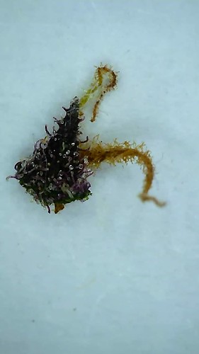 Growreport Bild 4
