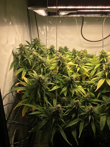 Growreport Bild 7