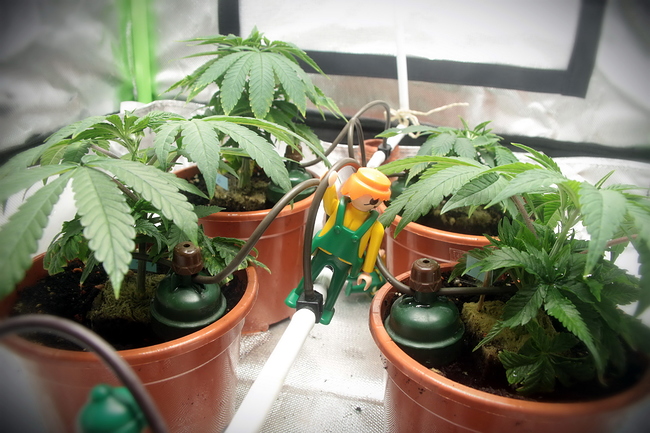 Growreport Bild 10