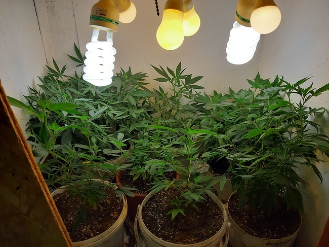 Growreport Bild 24
