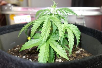 Eine junge Cannabispflanze in einem schwarzen Stofftopf, die sich in der Sämlingsphase befindet. Die Pflanze hat mehrere grüne Blätter und zeigt Anzeichen von neuem Wachstum an der Spitze.