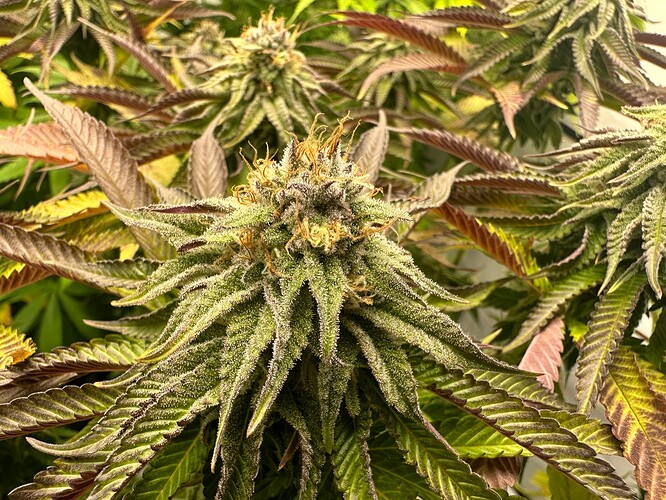 Growreport Bild 9