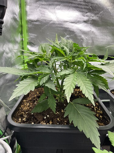 Growreport Bild 7