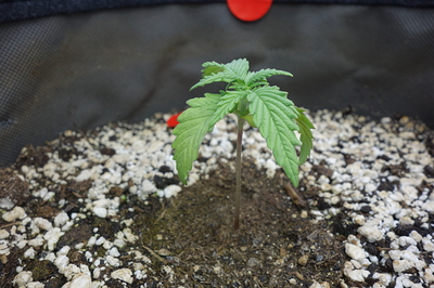 Ein junger Cannabiskeimling mit mehreren Blättern steht in Erde, die mit Perlit vermischt ist.