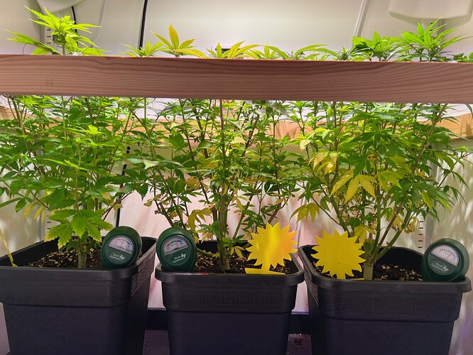 Growreport Bild 6