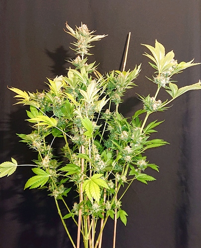 obscura1607810275802