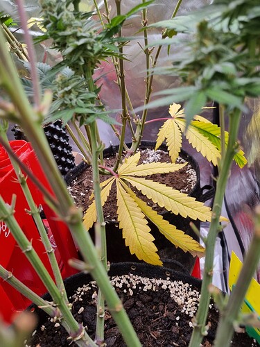 Growreport Bild 19
