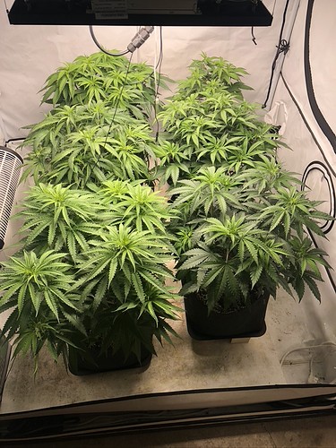 Growreport Bild 1