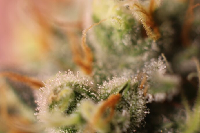 Growreport Bild 10