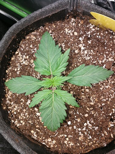 Growreport Bild 153