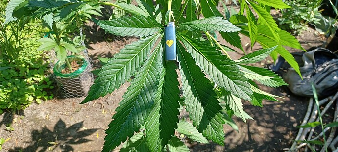 Growreport Bild 7