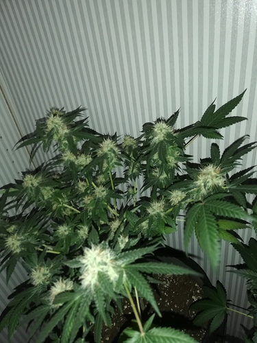 Growreport Bild 5