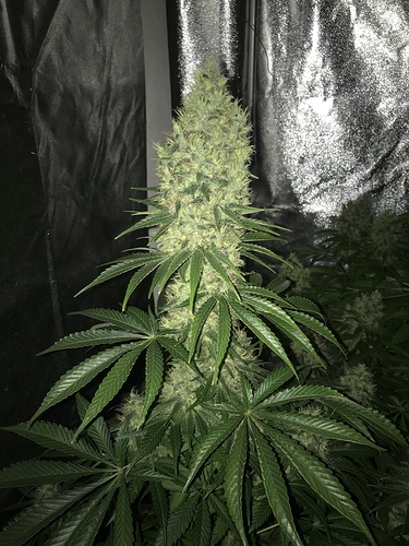 Growreport Bild 4