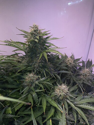 Growreport Bild 13