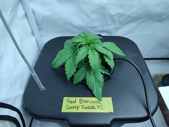Growreport Bild 51