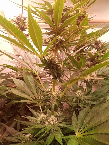 Growreport Bild 65