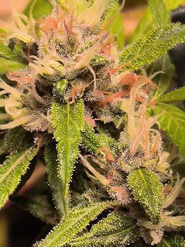 Growreport Bild 6