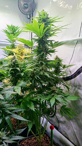 Growreport Bild 8
