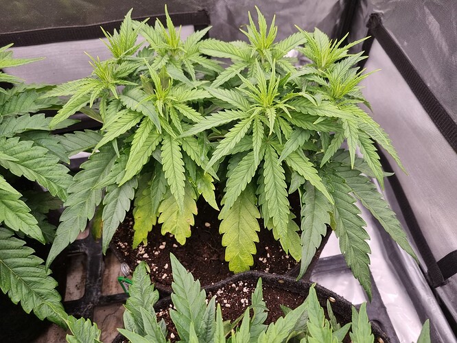Growreport Bild 28