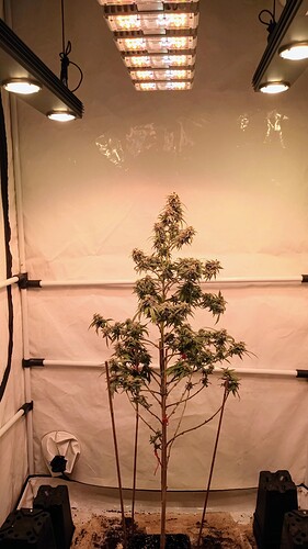 Growreport Bild 42