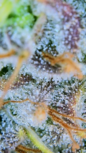 Growreport Bild 13
