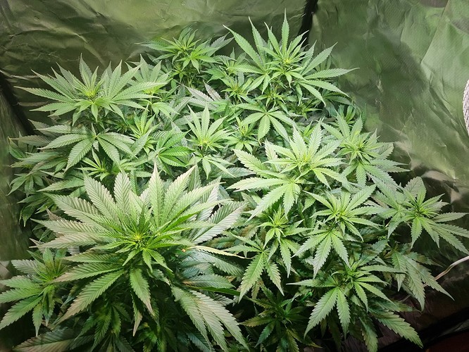 Growreport Bild 3