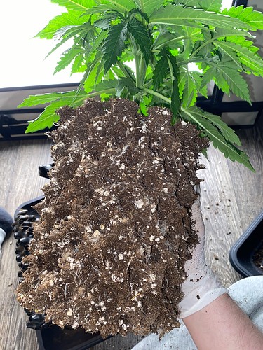 Growreport Bild 9