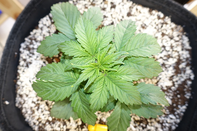 Growreport Bild 13