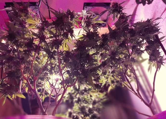 Growreport Bild 13