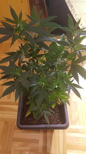 Growreport Bild 4
