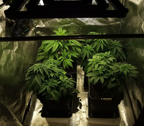 Growreport Bild 38