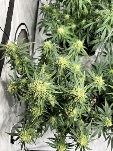 Growreport Bild 3