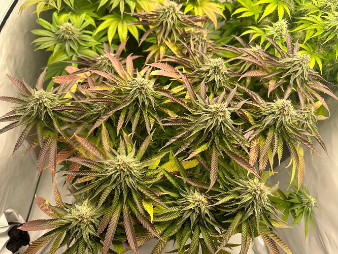 Growreport Bild 8