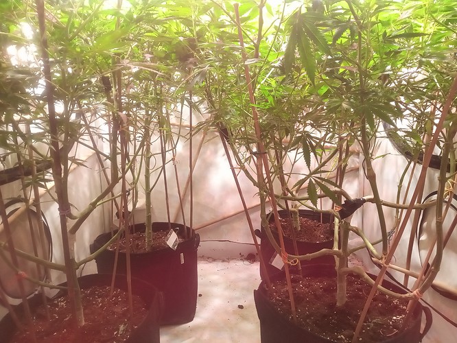 IMG_20210223_203354_501