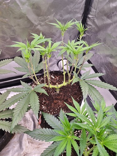 Growreport Bild 17