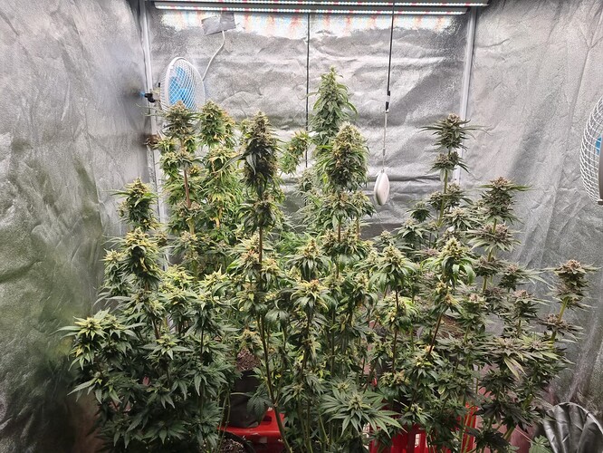Growreport Bild 28