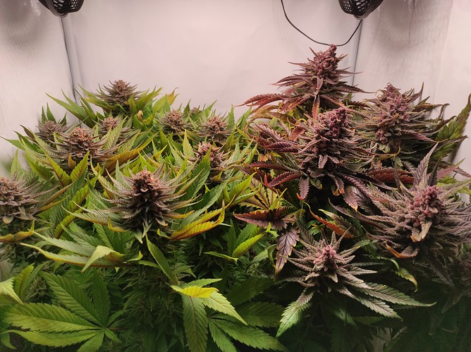 Growreport Bild 1