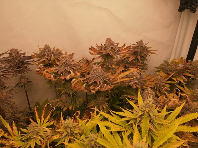 Growreport Bild 5