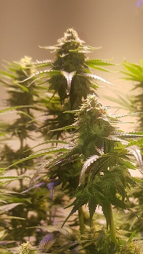 Growreport Bild 1