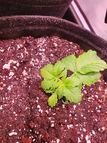 Growreport Bild 10