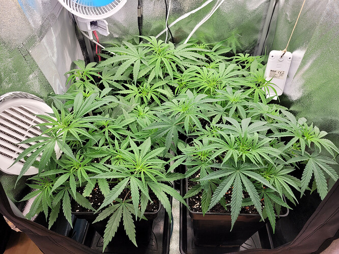 Growreport Bild 7
