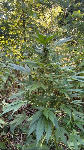 Growreport Bild 1