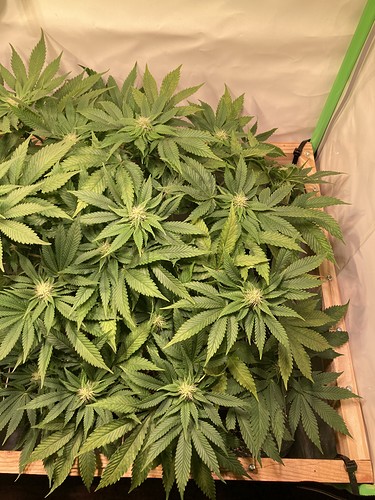 Growreport Bild 5